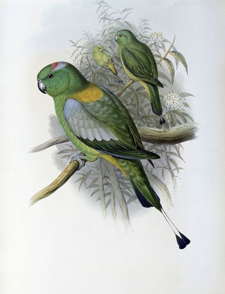 Racket-Tailed Parrot