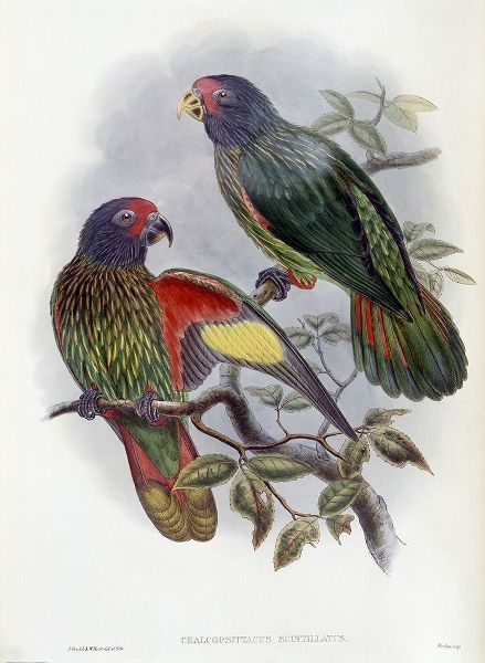 Red-Fronted Lory