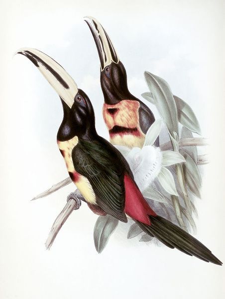 Red-Rumped Aracari (Toucan)