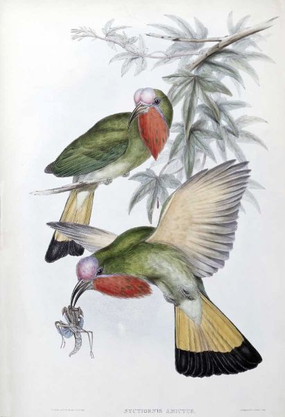 Red-Throated Nyctiornis