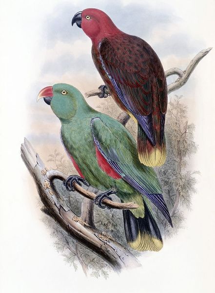Riedels Parrot