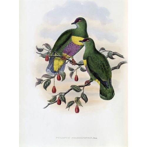 Solomon-Island Fruit-Pigeon