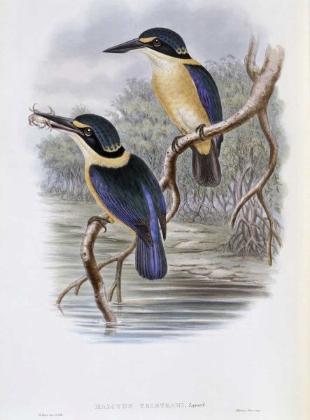 Tristrams Kingfisher