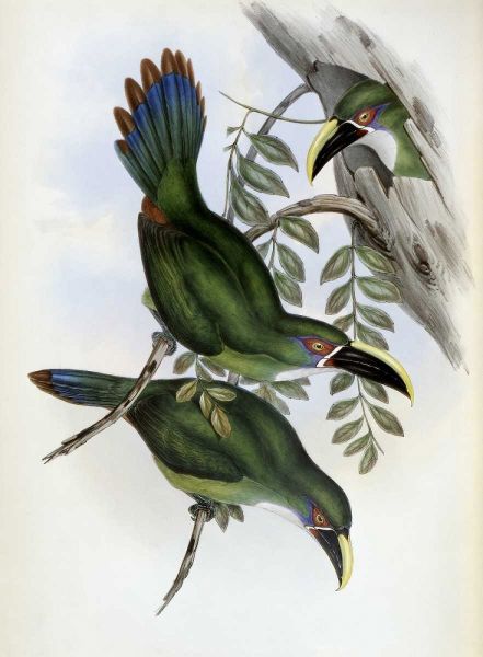 White-Banded Groove-Bill - Toucan
