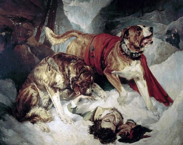Alpine Mastiffs Reanimating a Distressed Traveller