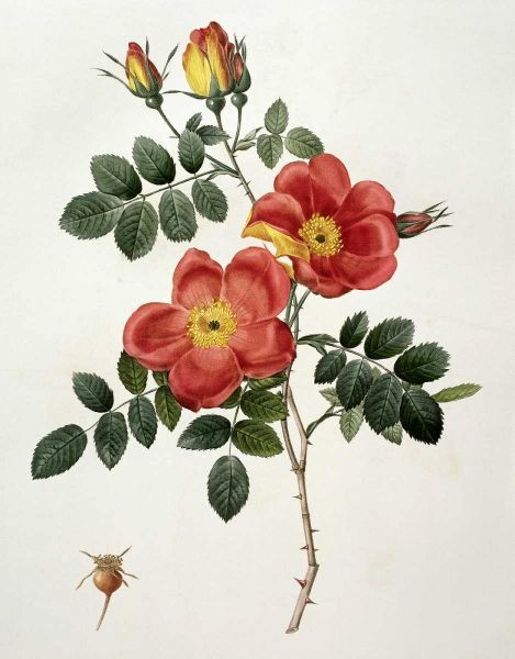 Rosa Eglanteria - Punicea