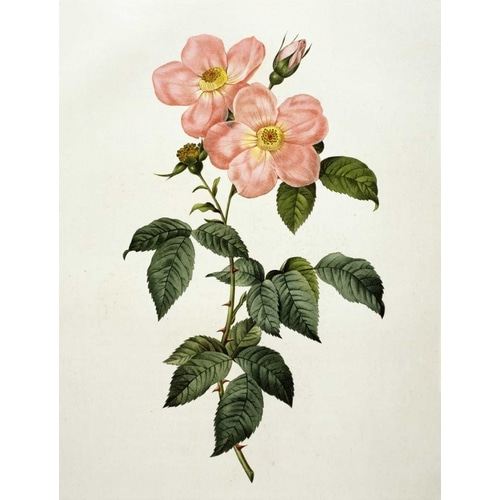 Rosa Indica Frangras - Flora Simplici