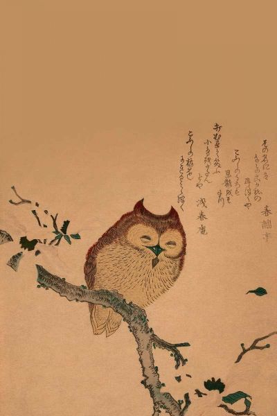 Owl of Branch