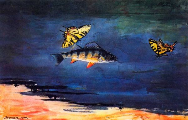 Fish And Butterflies