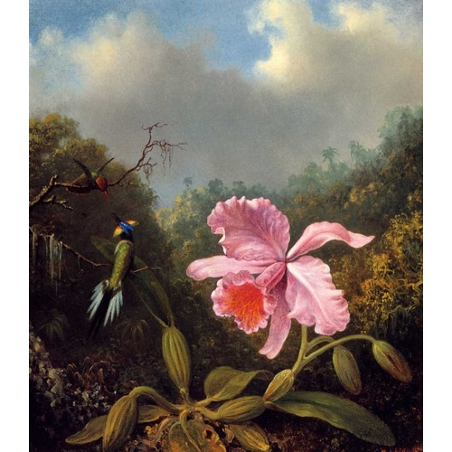 Fighting Hummingbirds With Pink Orchid