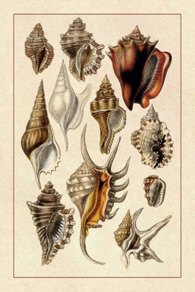 Shells: Trachelipoda #5