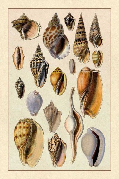 Shells: Trachelipoda #6