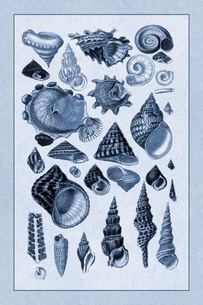 Shells: Trachelipoda #3 (Blue)