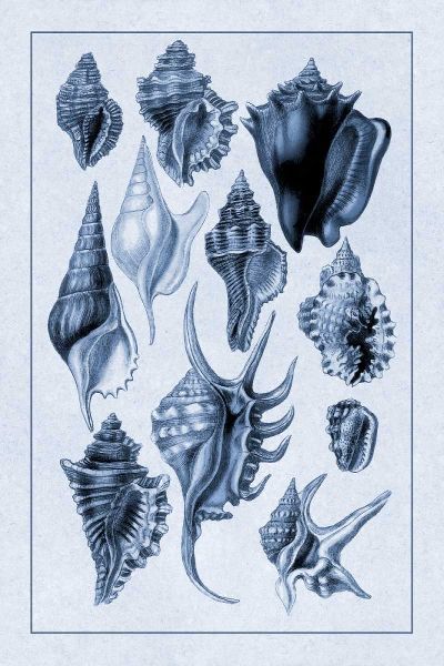 Shells: Trachelipoda #5 (Blue)