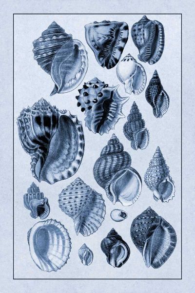 Shells: Purpurifera (Blue)