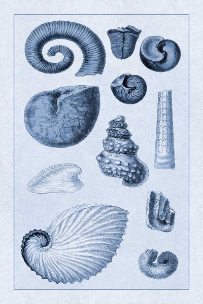 Shells: Ammonacea (Blue)