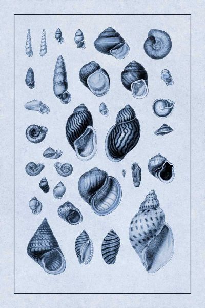 Shells: Sessile Cirripedes #2 (Blue)