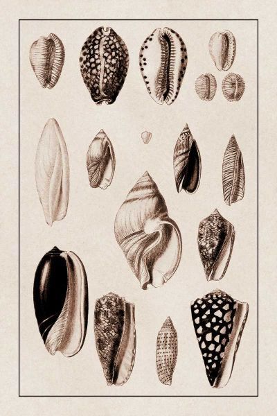 Shells: Convoltae and Orthocerata (Sepia)