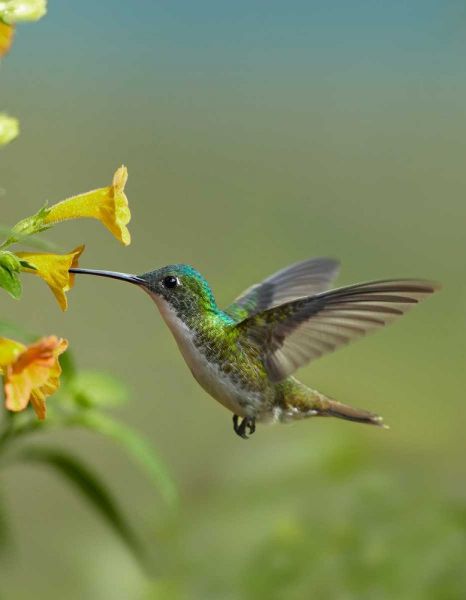 Andean Emerald hummingbird feeding on a yellow flower, Ecuador