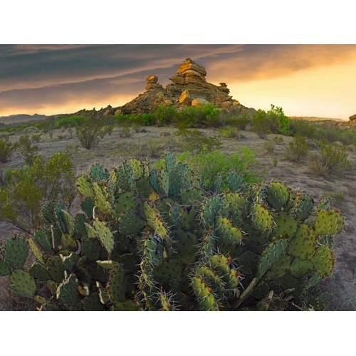 Opuntia and hoodoos, Big Bend National Park, Chihuahuan Desert, Texas