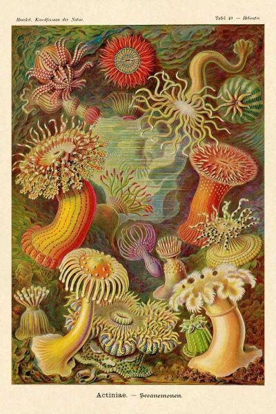 Haeckel Nature Illustrations: Actiniae