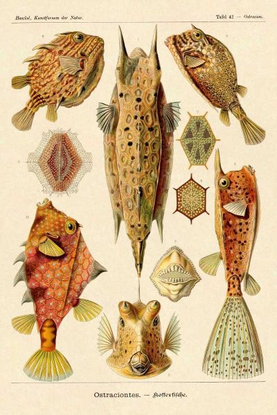 Haeckel Nature Illustrations: Boxfish