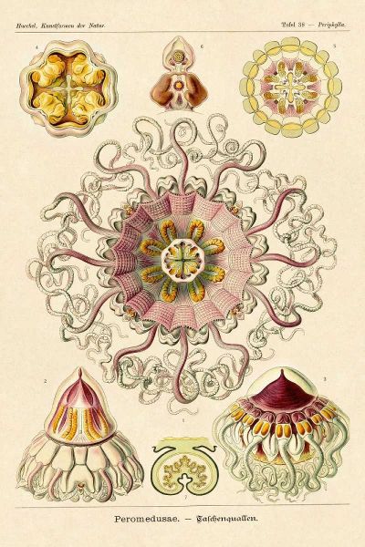 Haeckel Nature Illustrations: Jelly Fish