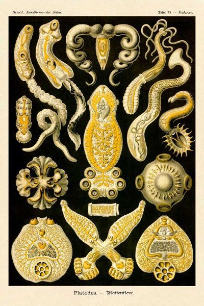 Haeckel Nature Illustrations: Flatworms