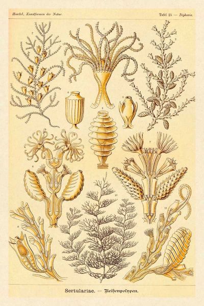 Haeckel Nature Illustrations: Sertulariae