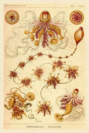 Haeckel Nature Illustrations: Siphoneae Hydrozoa