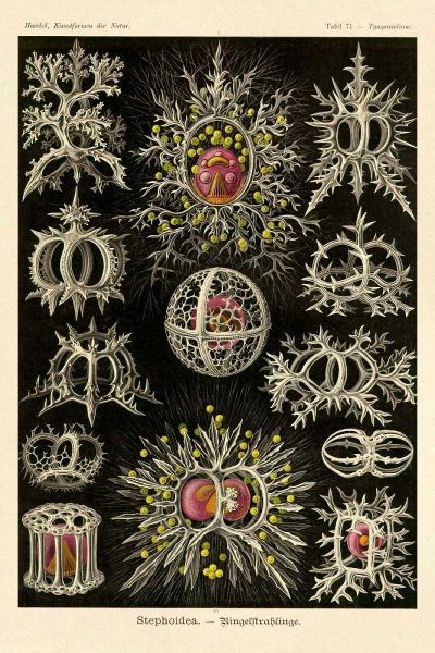 Haeckel Nature Illustrations: Stephoidea