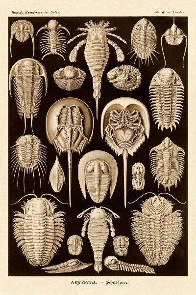 Haeckel Nature Illustrations: Athropods - Sepia Tint