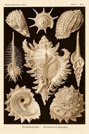 Haeckel Nature Illustrations: Gastropods - Sepia Tint