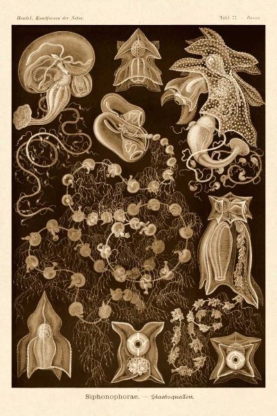 Haeckel Nature Illustrations: Siphoneae Hydrozoa - Sepia Tint