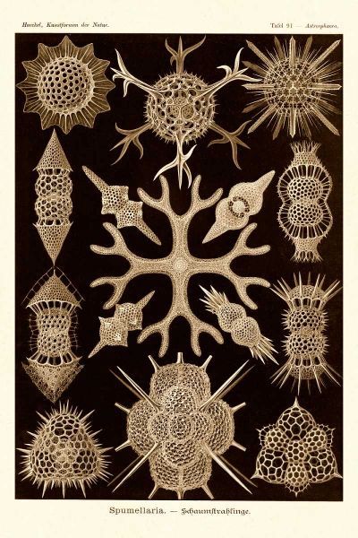 Haeckel Nature Illustrations: Spumellaria - Sepia Tint
