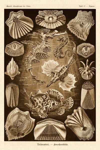 Haeckel Nature Illustrations: Teleostei, bony Fishes - Sepia Tint