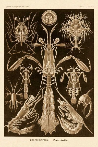 Haeckel Nature Illustrations: Thoracostraca, Crustaceans - Sepia Tint