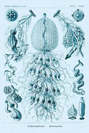 Haeckel Nature Illustrations: Siphoneae Hydrozoa - Blue-Green Tint