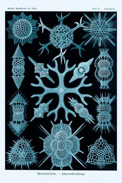 Haeckel Nature Illustrations: Spumellaria - Blue-Green Tint