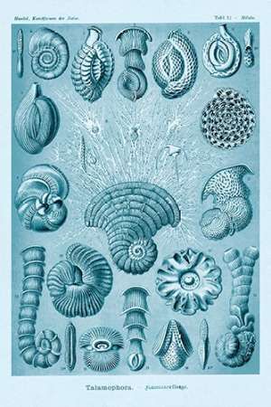 Haeckel Nature Illustrations: Talamophora, Formanifera, Rhisopods - Blue-Green Tint