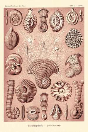 Haeckel Nature Illustrations: Talamophora, Formanifera, Rhisopods - Rose Tint