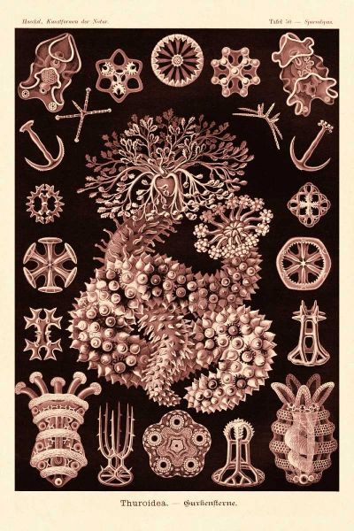 Haeckel Nature Illustrations: Sea Cucumbers- Rose Tint