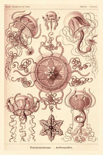 Haeckel Nature Illustrations: Trachomedusae - Jellyfish - Rose Tint