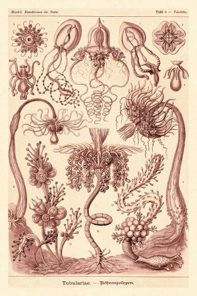 Haeckel Nature Illustrations: Tubularida - Tubularians - Rose Tint