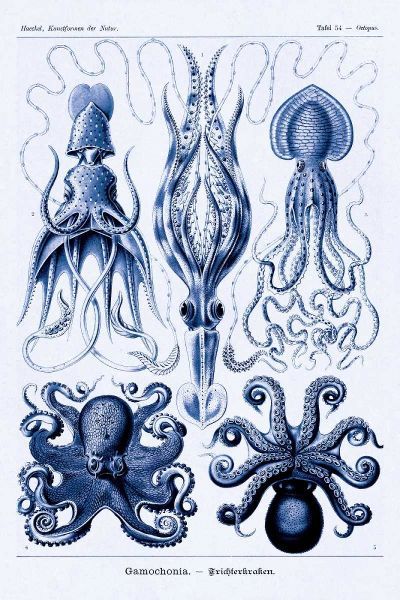 Haeckel Nature Illustrations: Jelly Fish - Dark Blue Tint