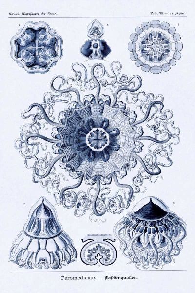 Haeckel Nature Illustrations: Polycytaria Radiolaria - Dark Blue Tint