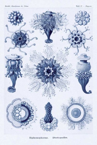 Haeckel Nature Illustrations: Siphoneae Hydrozoa - Dark Blue Tint