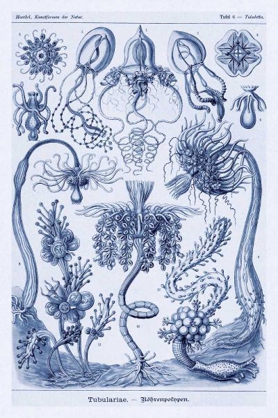 Haeckel Nature Illustrations: Cephlopods - Dark Blue Tint