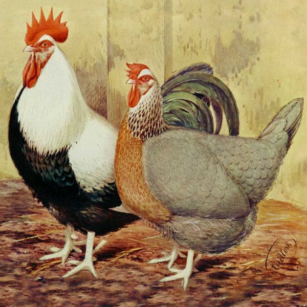 Chickens: Silver-Grey Dorkings