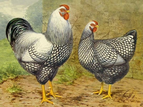 Chickens: Silver Laced Wyandottes